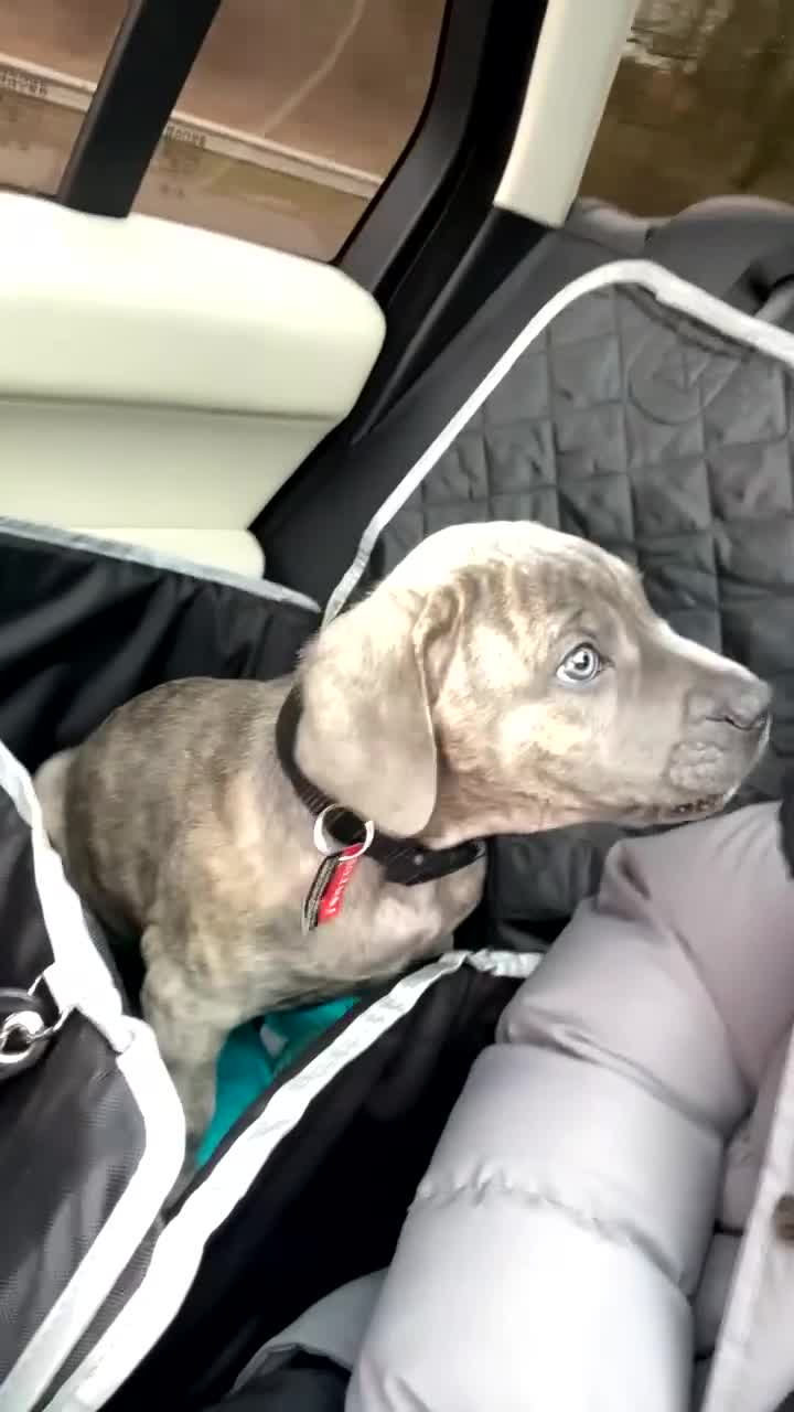 Cane Corso dogs for stud: Reverse Brindle Cane Corso Stud - Video 4