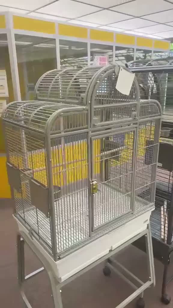 Budgerigars birds for sale: 2x Budgies full set up  in Preston - Video 2