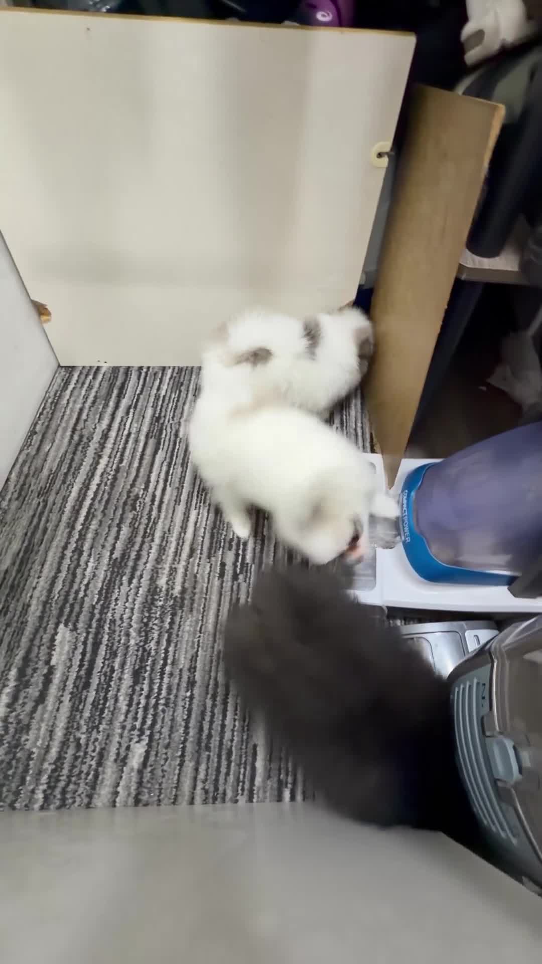 Pomeranian dogs for sale: Last 2 Pomeranian Puppies Available Price reduce! - Video 2