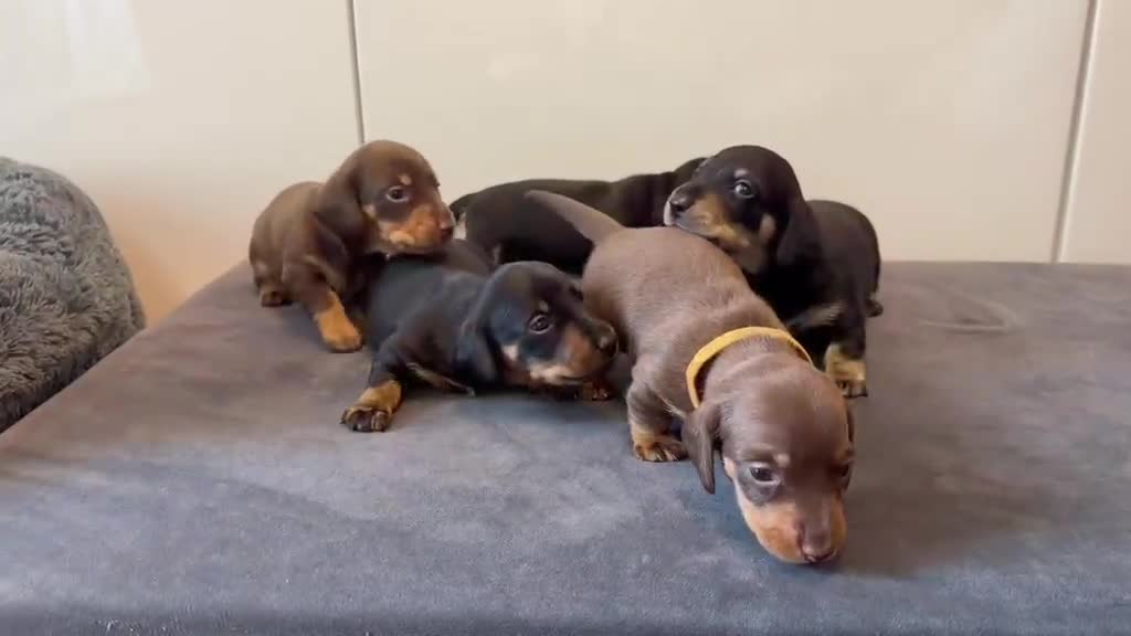 Miniature Dachshund dogs for sale: Miniature Dachshund Puppies-Ready to reserve - Video 2