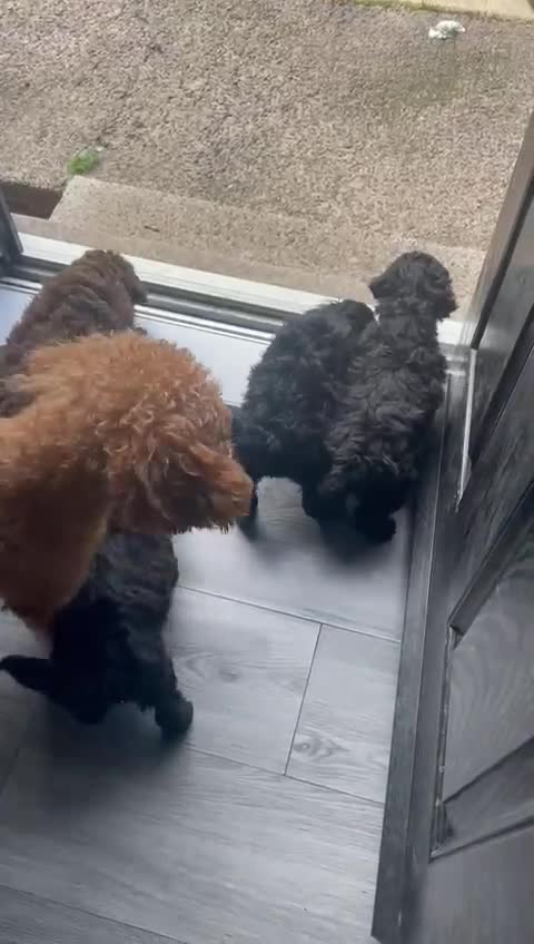 Cockapoo dogs for sale: Gorgeous cockapoo looking for his forever home! - Video 1