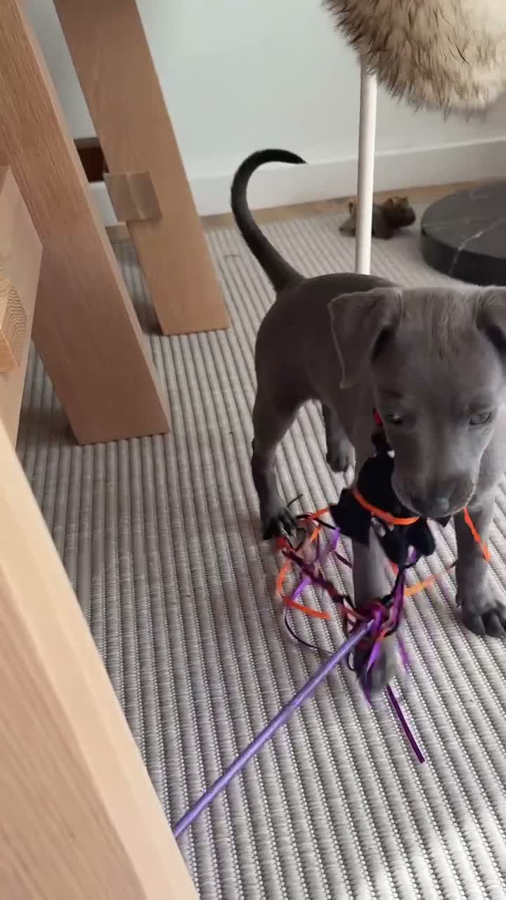 Whippet dogs for sale: Luna: 9-week-old female puppy in London - Video 1