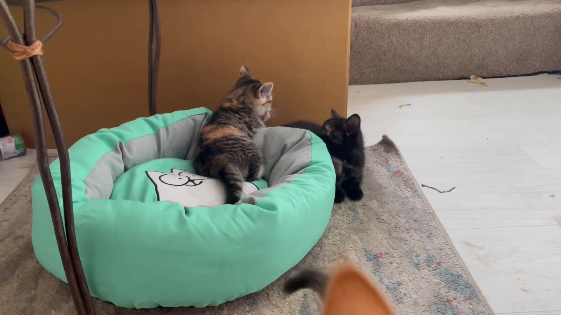 Mixed Breed cats for sale: Two stripy tortie and one black little girl in Swansea - Video 3