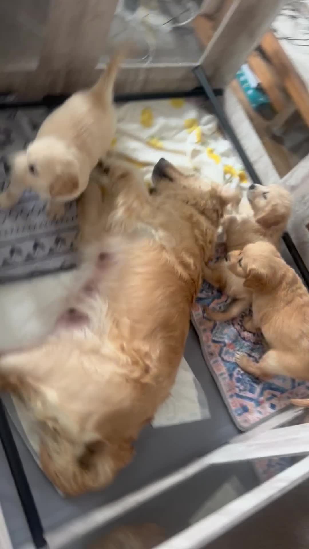 Golden Retriever dogs for sale: Beautiful Golden Retriever Puppies  - Video 1