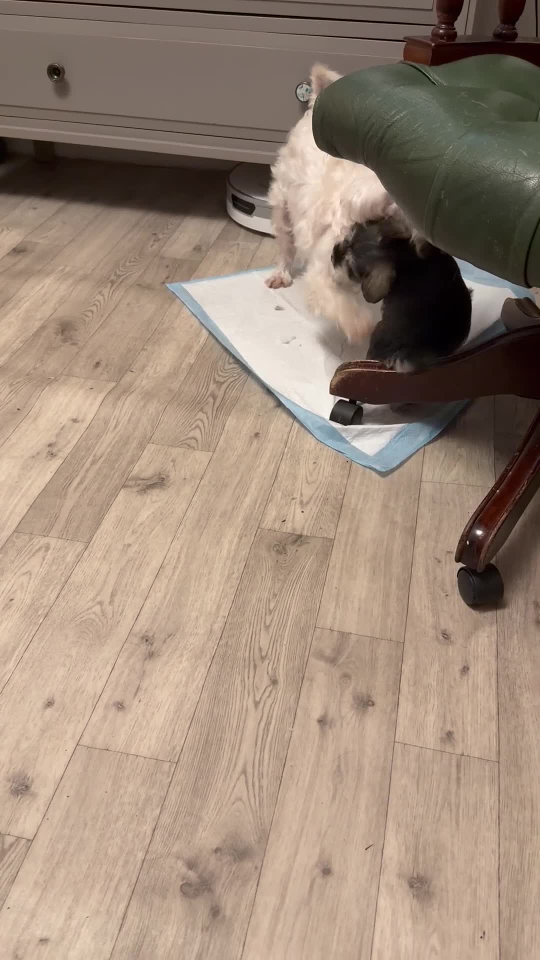 Miniature Schnauzer dogs for sale: One and only Jackie Miniature Shnauzer  - Video 4