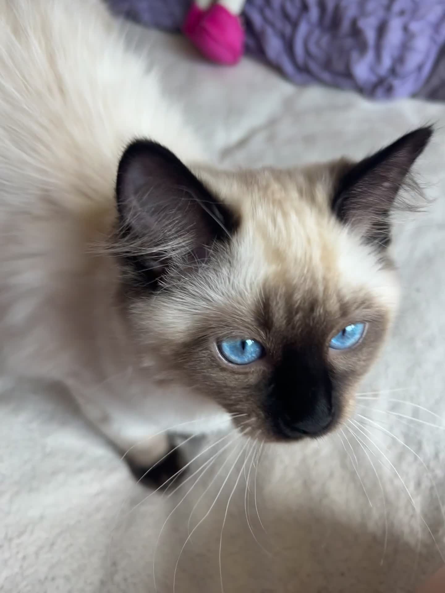 Ragdoll cats for sale: 4 pure Ragdoll kittens✨FREE ESSENTIAL STARTER PACK - Video 4
