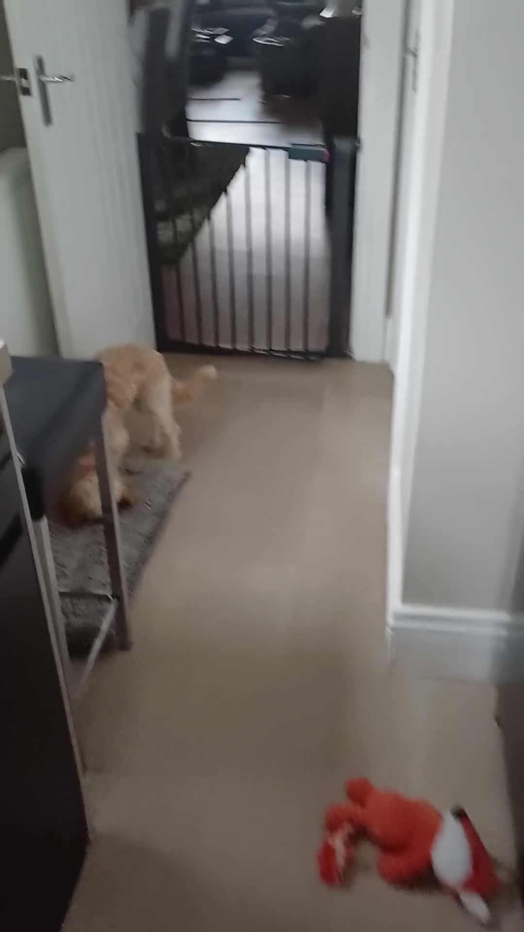 Cavapoo dogs for sale: Dexter - Video 1