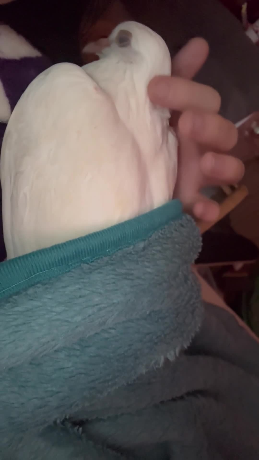 Doves birds for sale: Dove  in Bracknell - Video 1