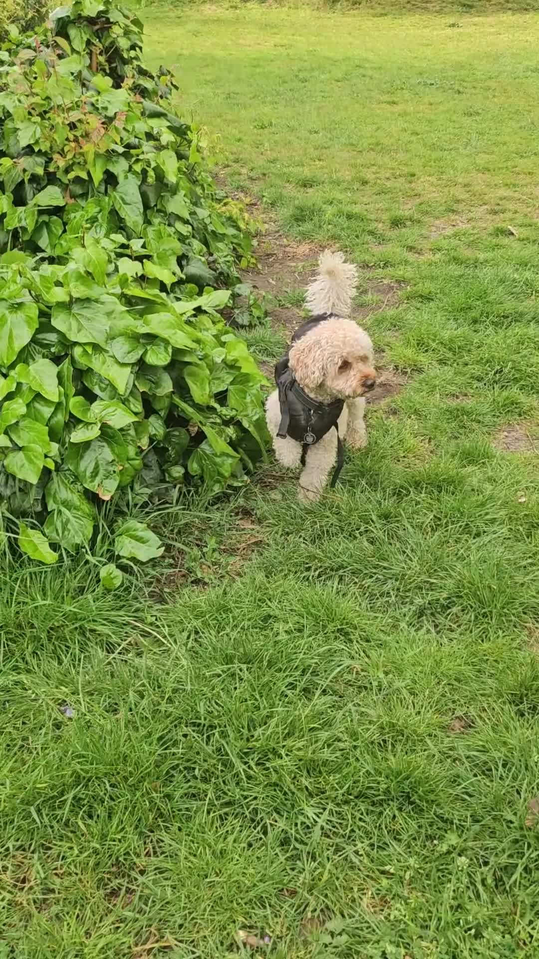Cavapoo dogs for stud: cute loving full of love stud - Video 1