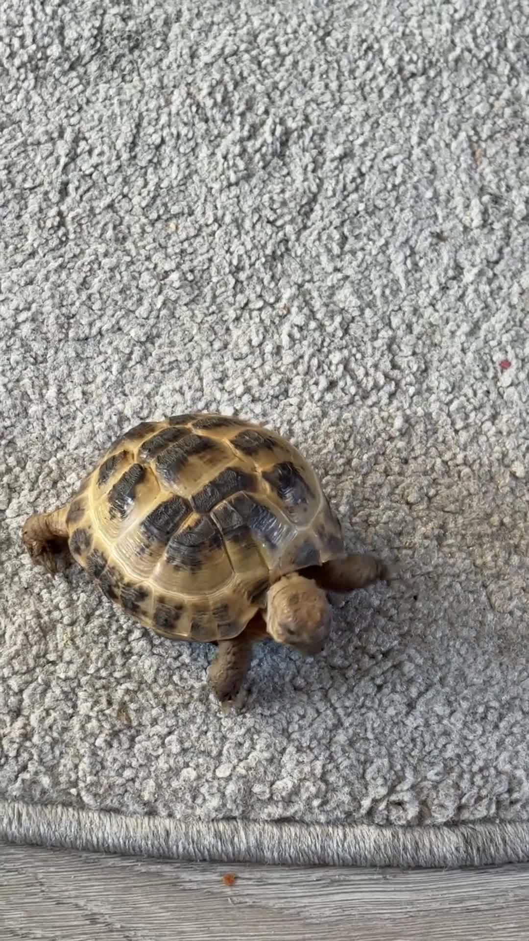 Tortoise reptiles for sale: Horsefeild Tortoise  - Video 1