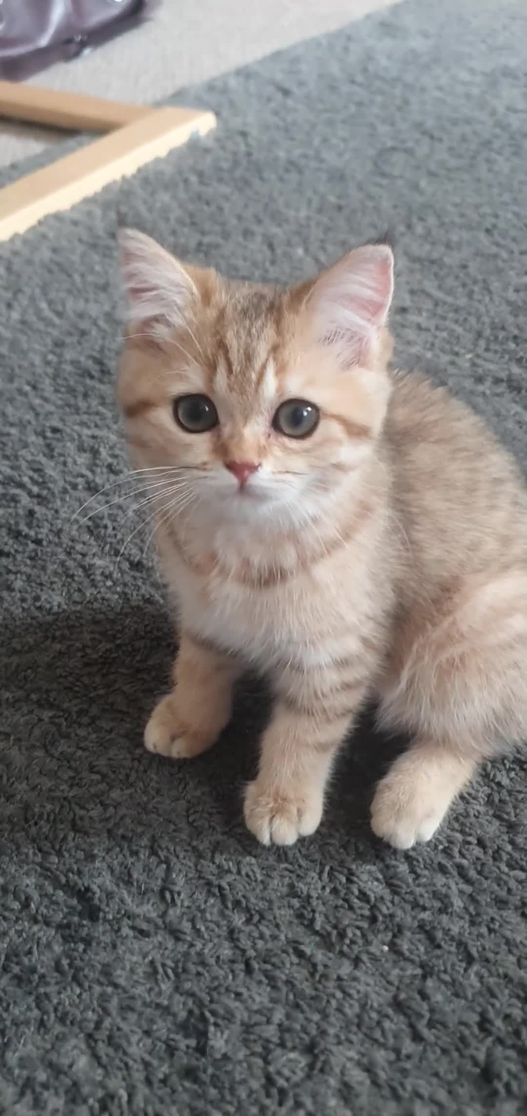 British Shorthair cats for sale: British Shorthair Blue & Black Gold Spotted Tabby  - Video 1