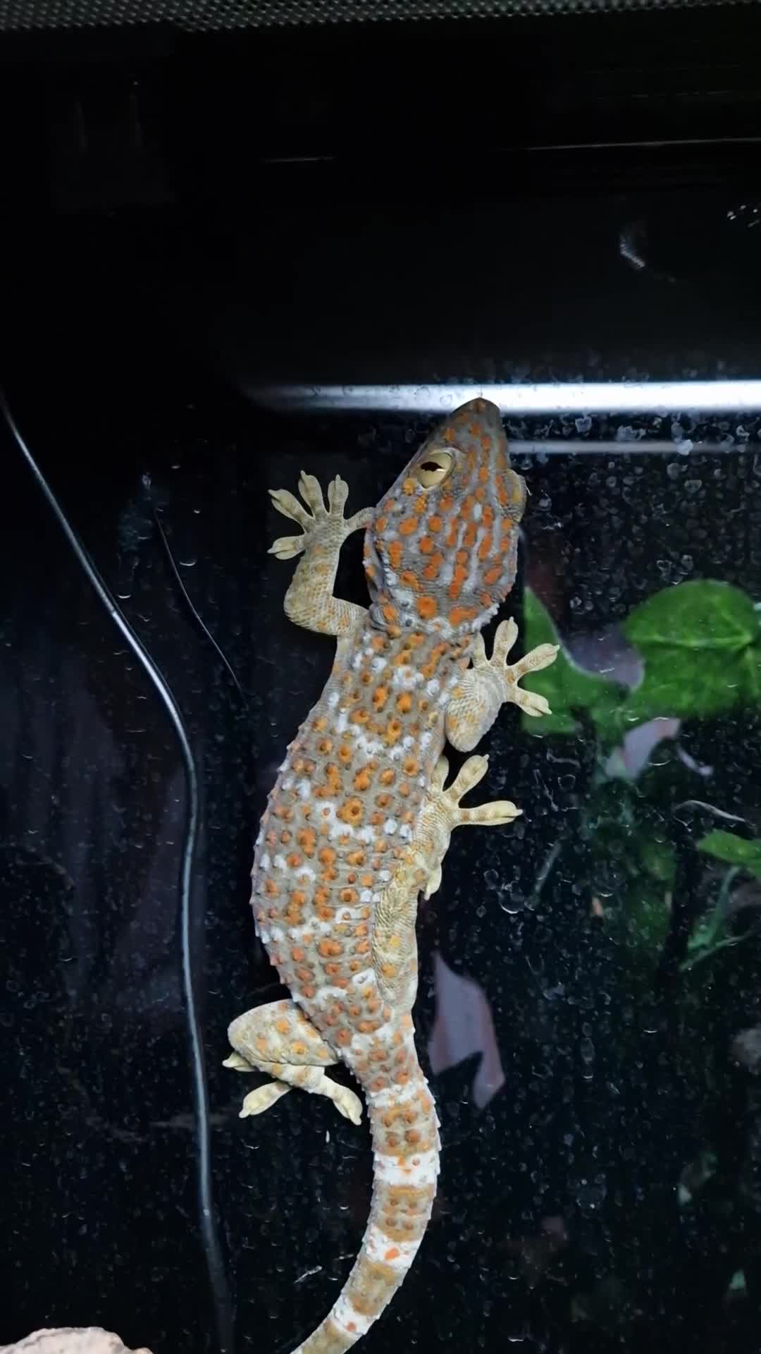 Gecko reptiles for sale: Female Tokay Gecko - Video 1