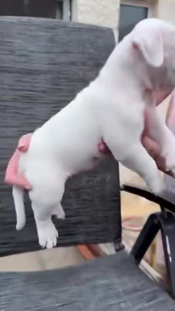 American Bully dogs for sale: Pocket Bullies only 3 girls 1 boy left  in Addlestone - Video 3