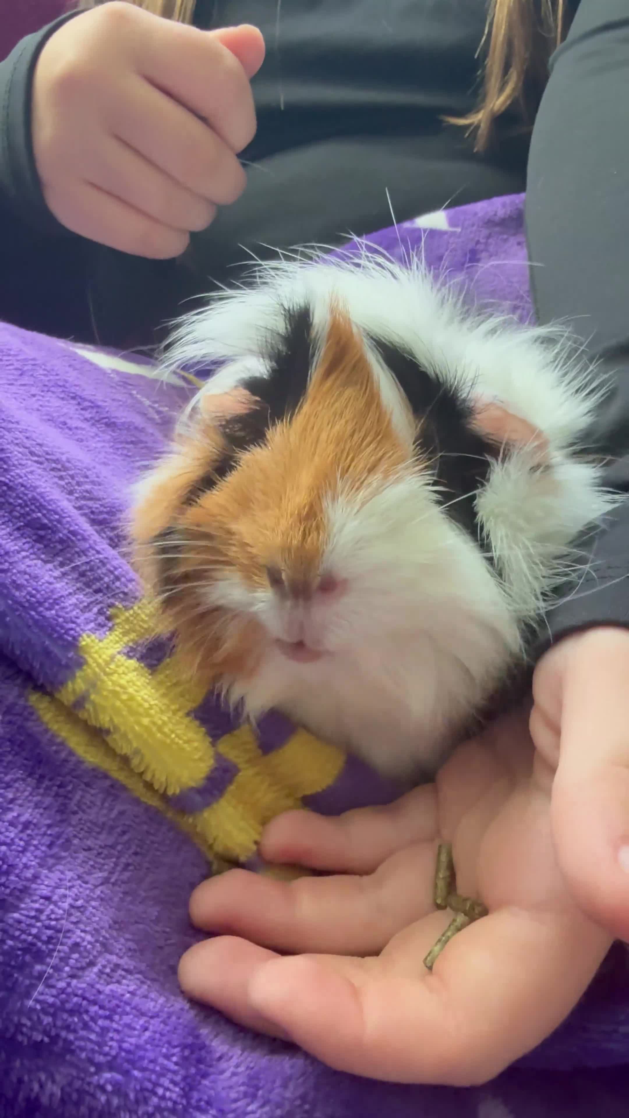 Guinea Pig rodents for sale: 2 female guinea pigs and kavee cage - Video 3