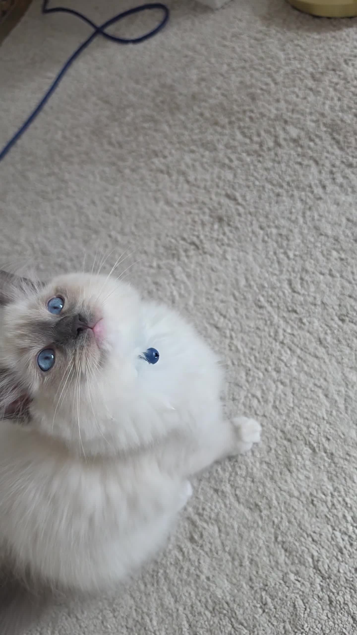 Ragdoll cats for sale: NOW READY 2 GO Ragdoll Kittens  - Video 2