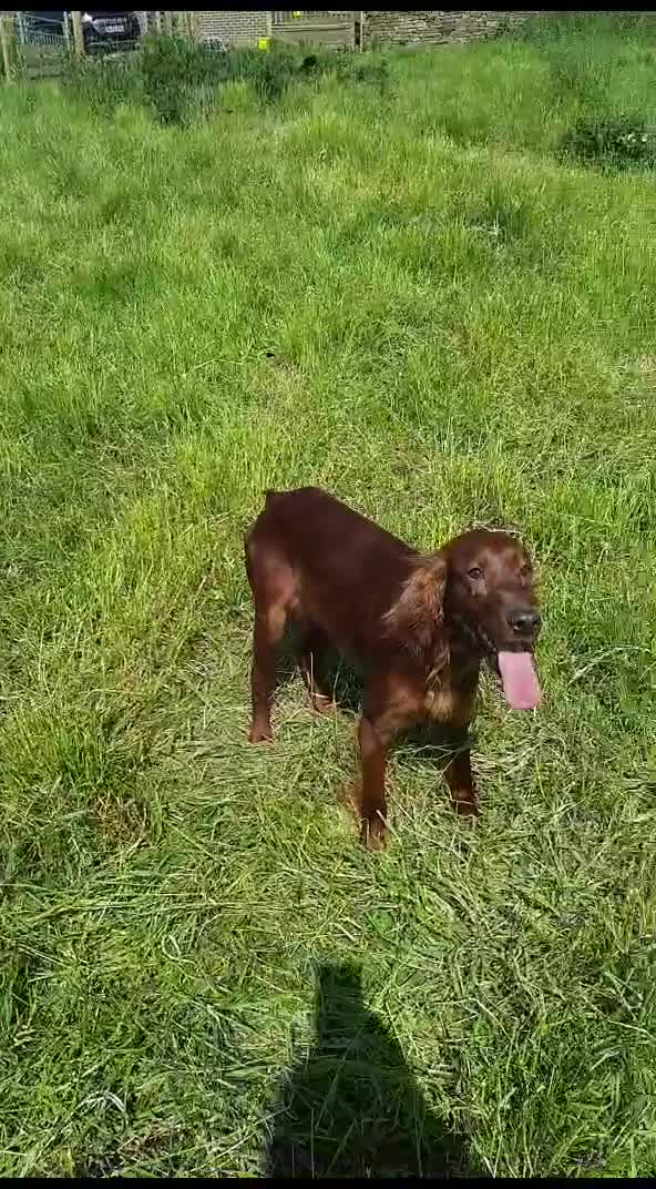 Irish Setter dogs for sale: Irish Setter DOG Pup - KC reg £1050 in Huddersfield - Video 1