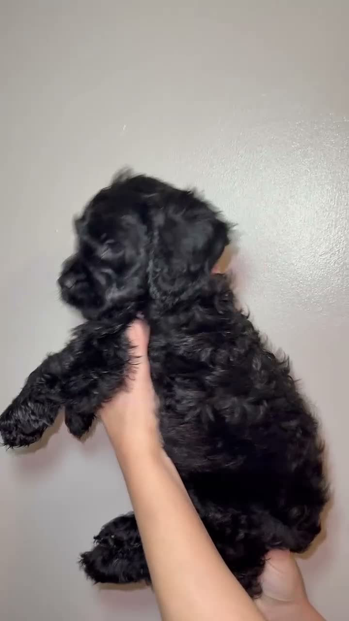 Mixed Breed dogs for sale: Gorgeous Cockapoo X shih tzu puppies🥺🐾 - Video 5