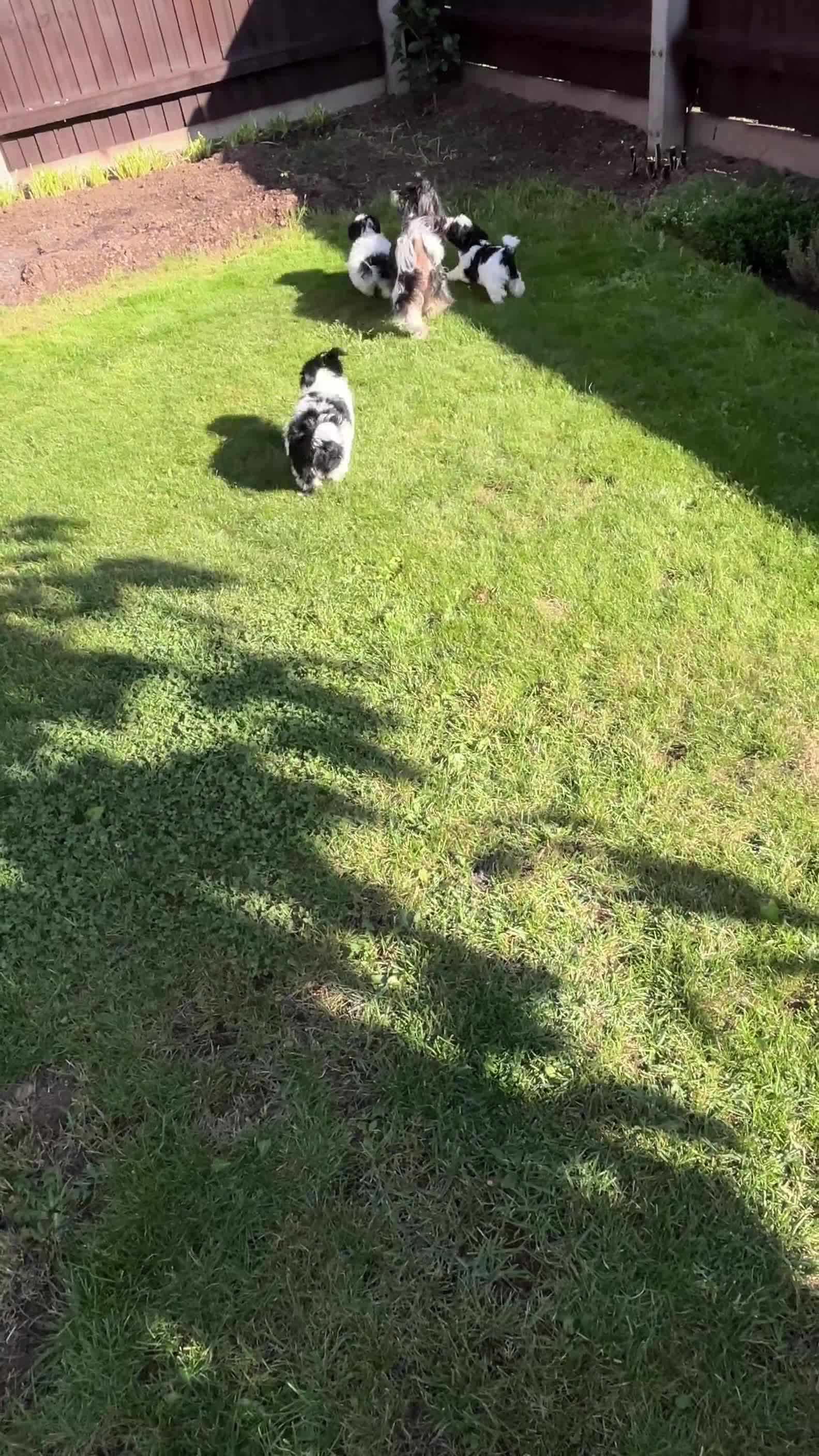 Biewer Terrier dogs for sale: 🩶🩷Biewer-Biro Champion heritage pups! 🐶❤️ - Video 4