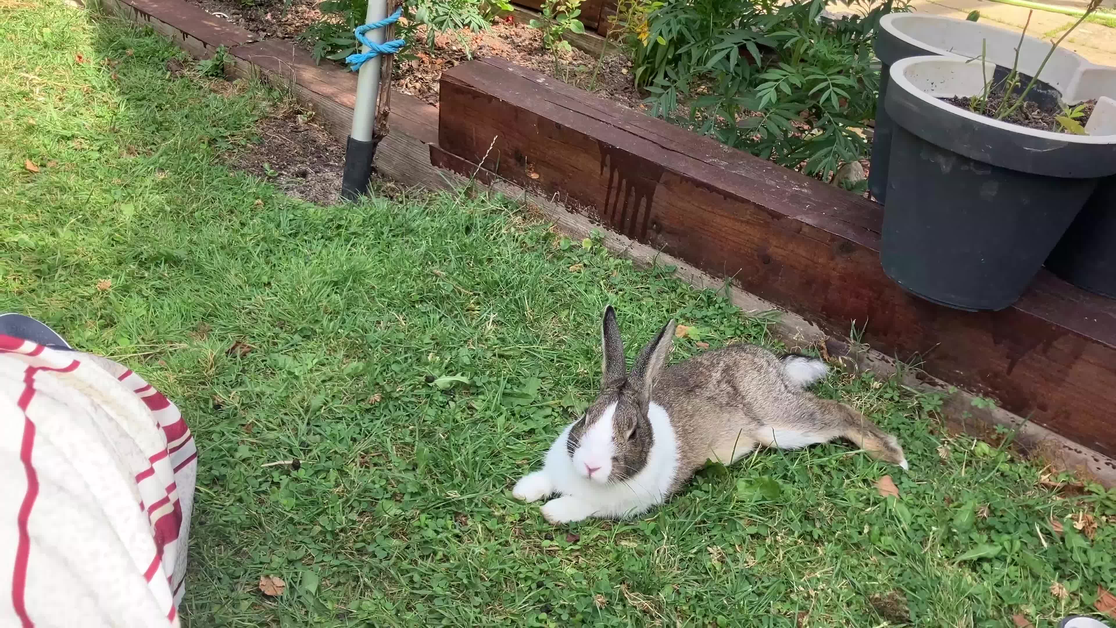 Tri Coloured Dutch rabbits for sale: Beautiful friendly dutch rabbit in Ruislip - Video 1
