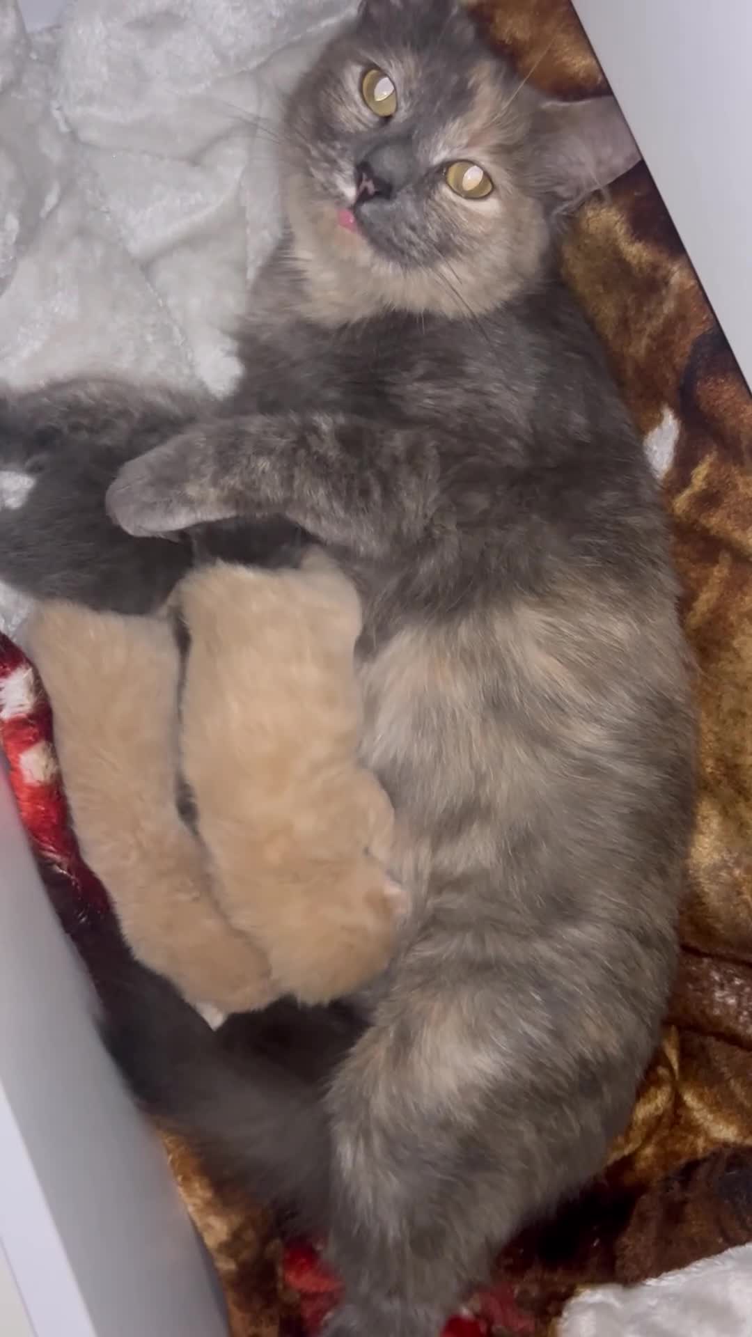 RagaMuffin cats for sale: Beautiful 3/4 ragdoll kittens for sale - Video 1
