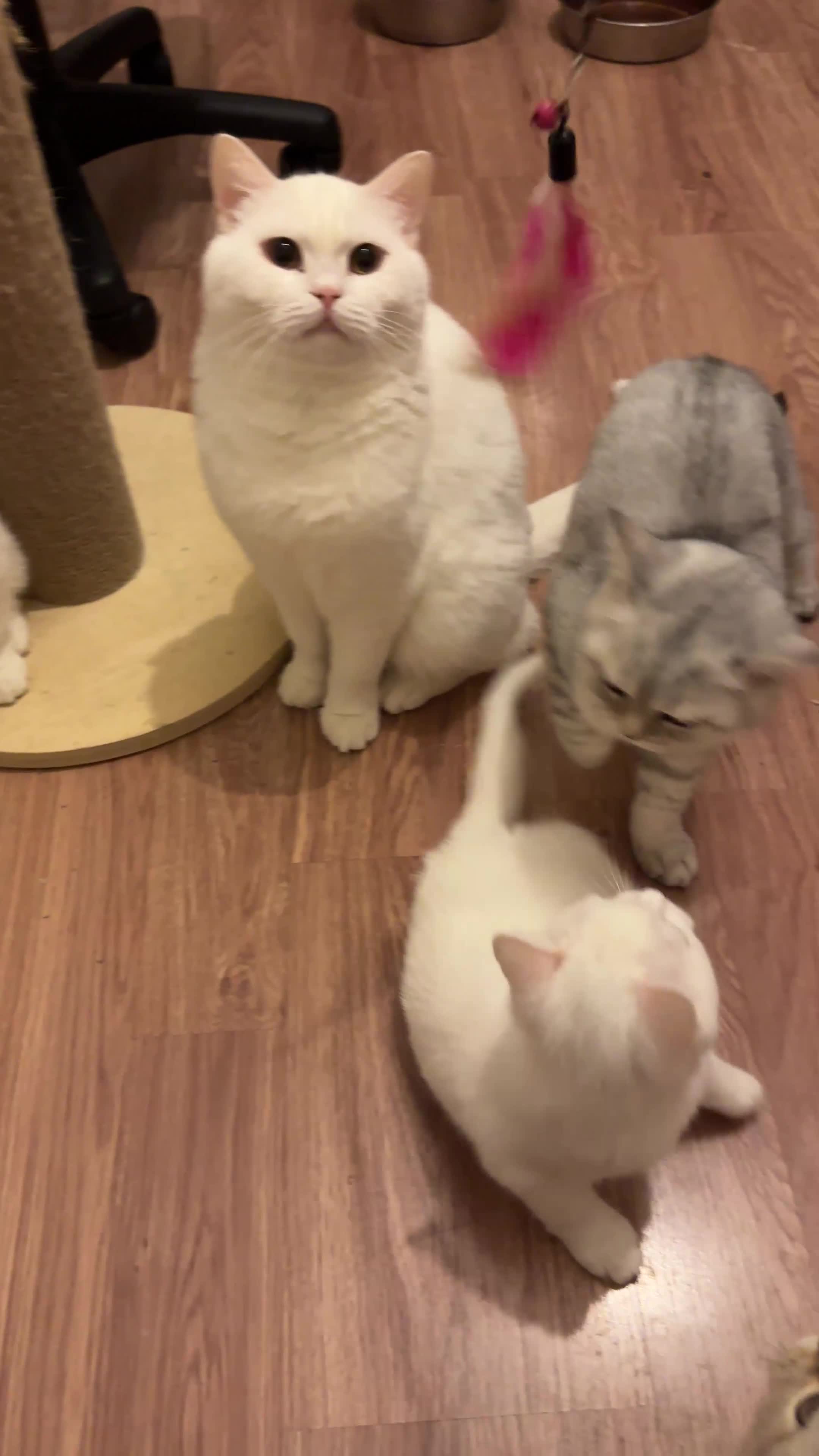 British Shorthair cats for sale: Gorgeous British Longhair & Shorthair Kittens - Video 2