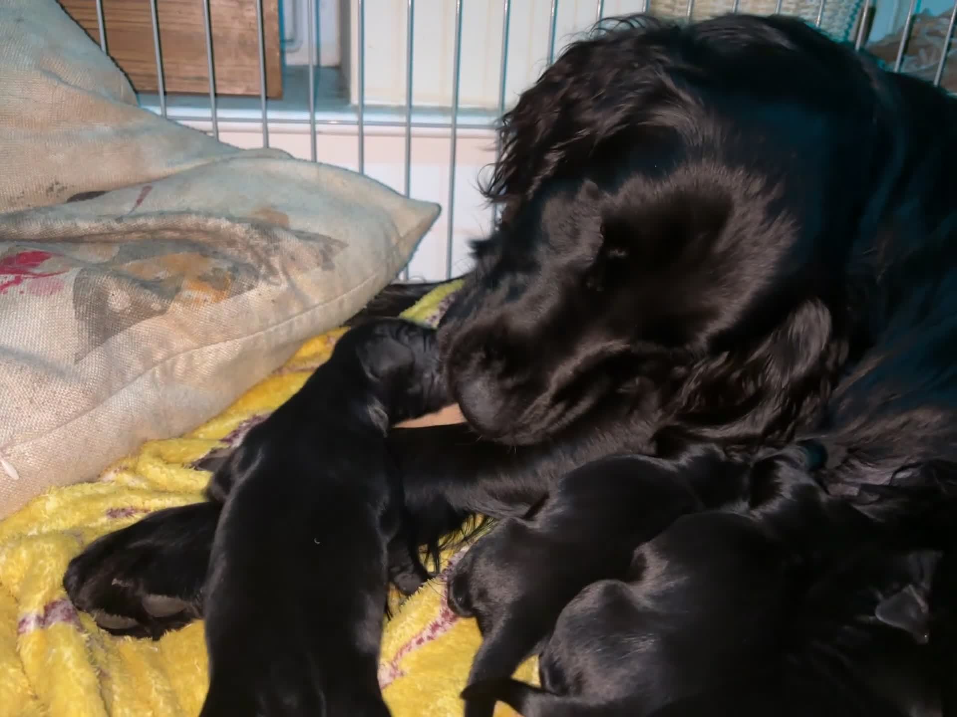 Flat coated Retriever dogs for sale: Flat coat retriever puppies for sale - Video 3