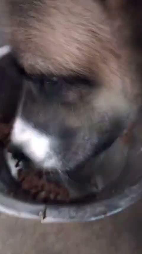 Mixed Breed dogs for adoption: 🆘 Urgent Puppy - Adorable Vega 🐾🐶 - Video 1