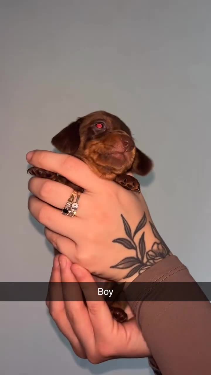 Miniature Dachshund dogs for sale: KC registered miniature dachshund For sale  - Video 1