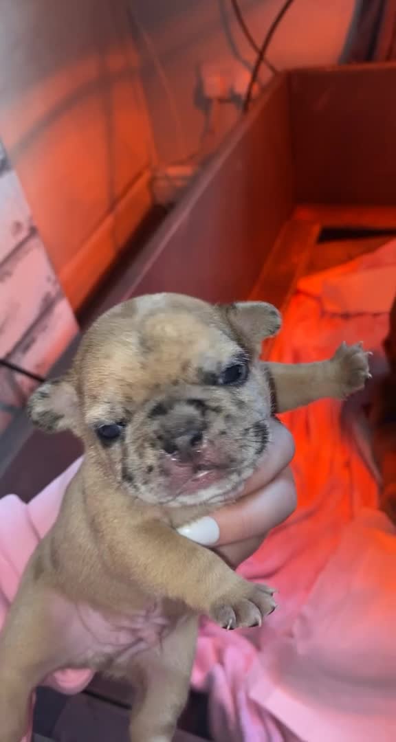 French Bulldog dogs for stud: 💎Blue & Tan 🤎 Merle French bulldog stud 🧬🔥 in Manchester - Video 1