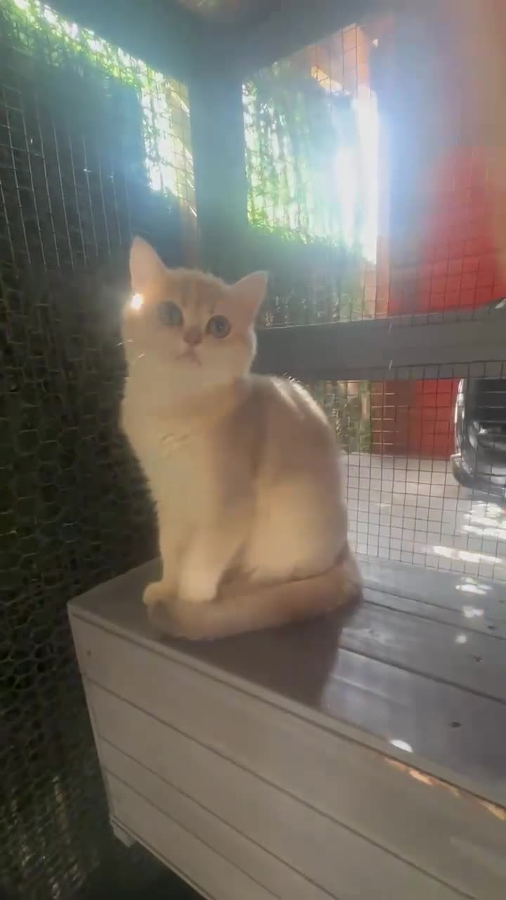 British Shorthair cats for sale: Last gorgeous girl left 😻 reduced price. - Video 1