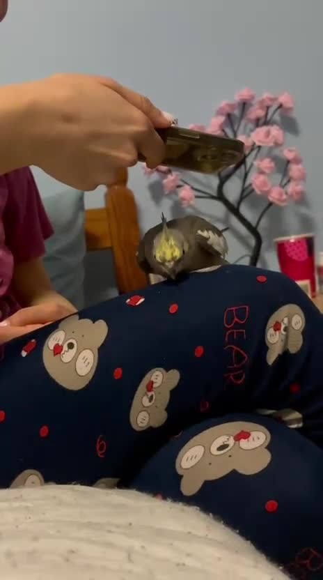 Cockatiels birds for sale: Cockateil for sale in Chepstow - Video 1