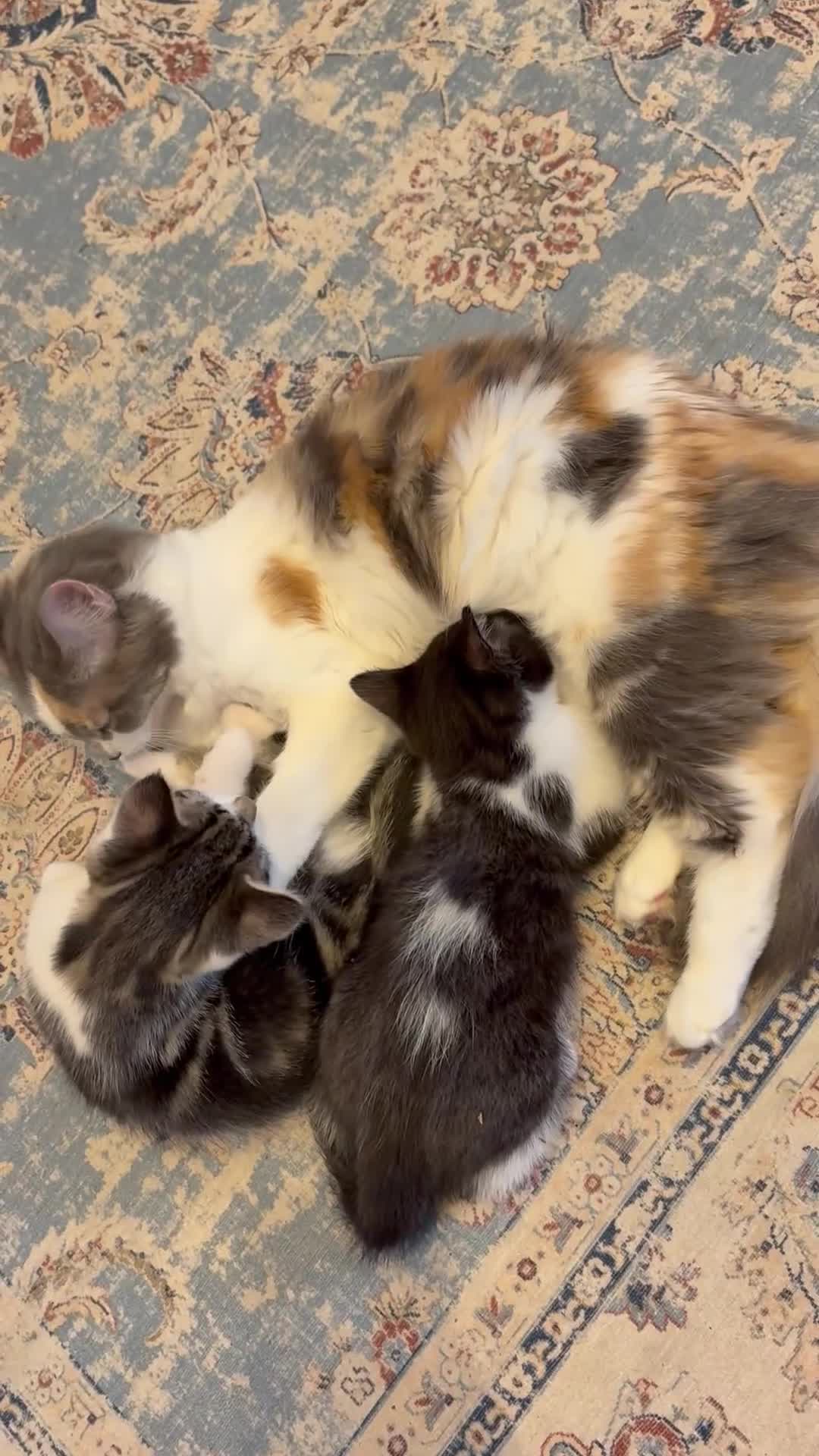 Mixed Breed cats for sale: 2 beautiful Kittens, 1 boy  1 girl - Video 2