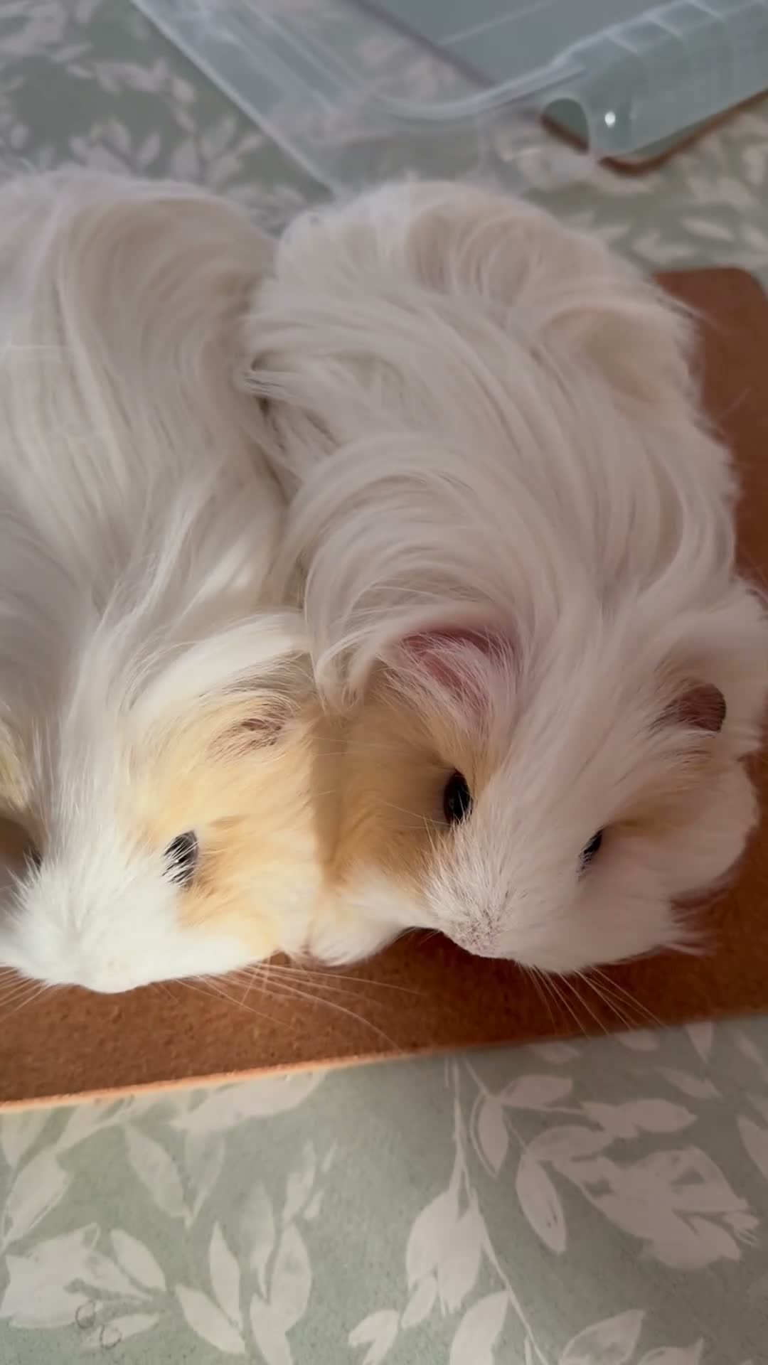 Guinea Pig rodents for sale: 2 bonded female Sheltie guinea pigs cream & white  - Video 1