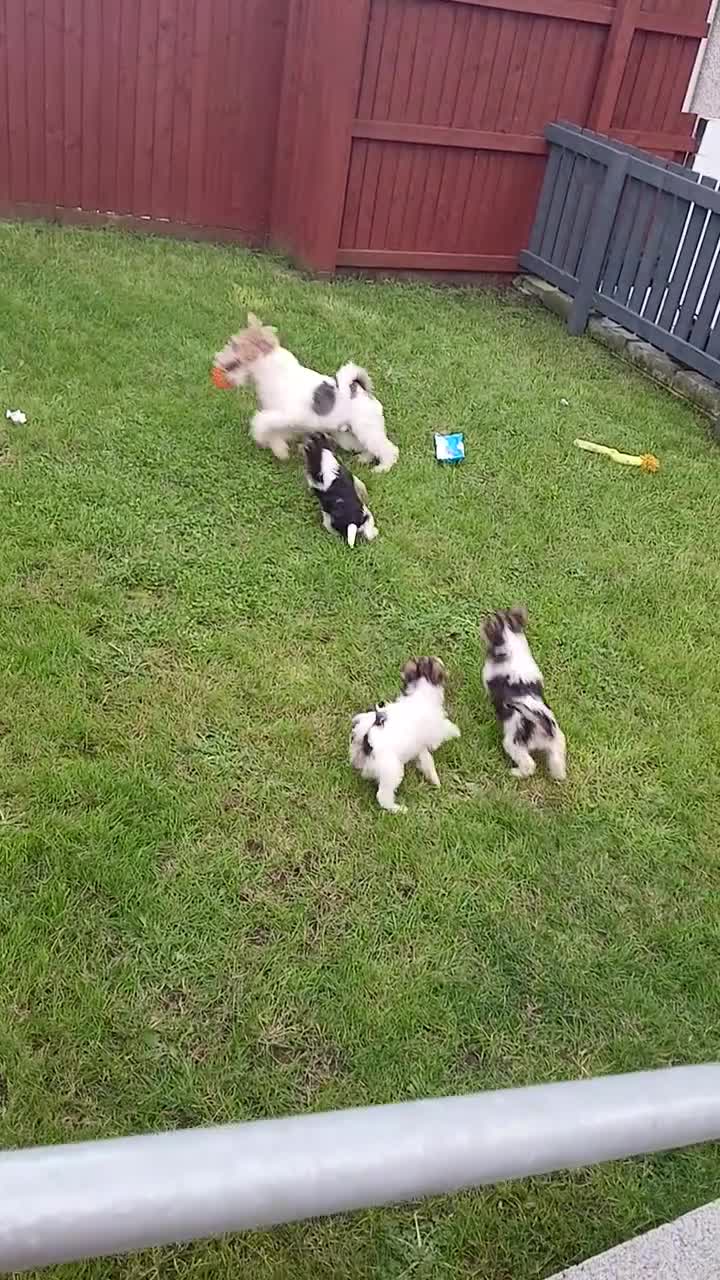 Fox Terrier dogs for sale: KC Reg Wire Fox Terrier Puppies READY NOW - Video 2