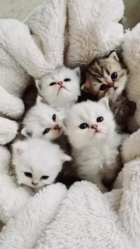 Persian cats for sale: Persian kittens - Video 1