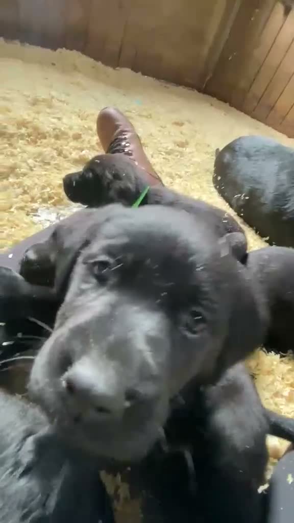 Labrador Retriever dogs for sale: Beautiful Black Labrador Puppies - Video 1
