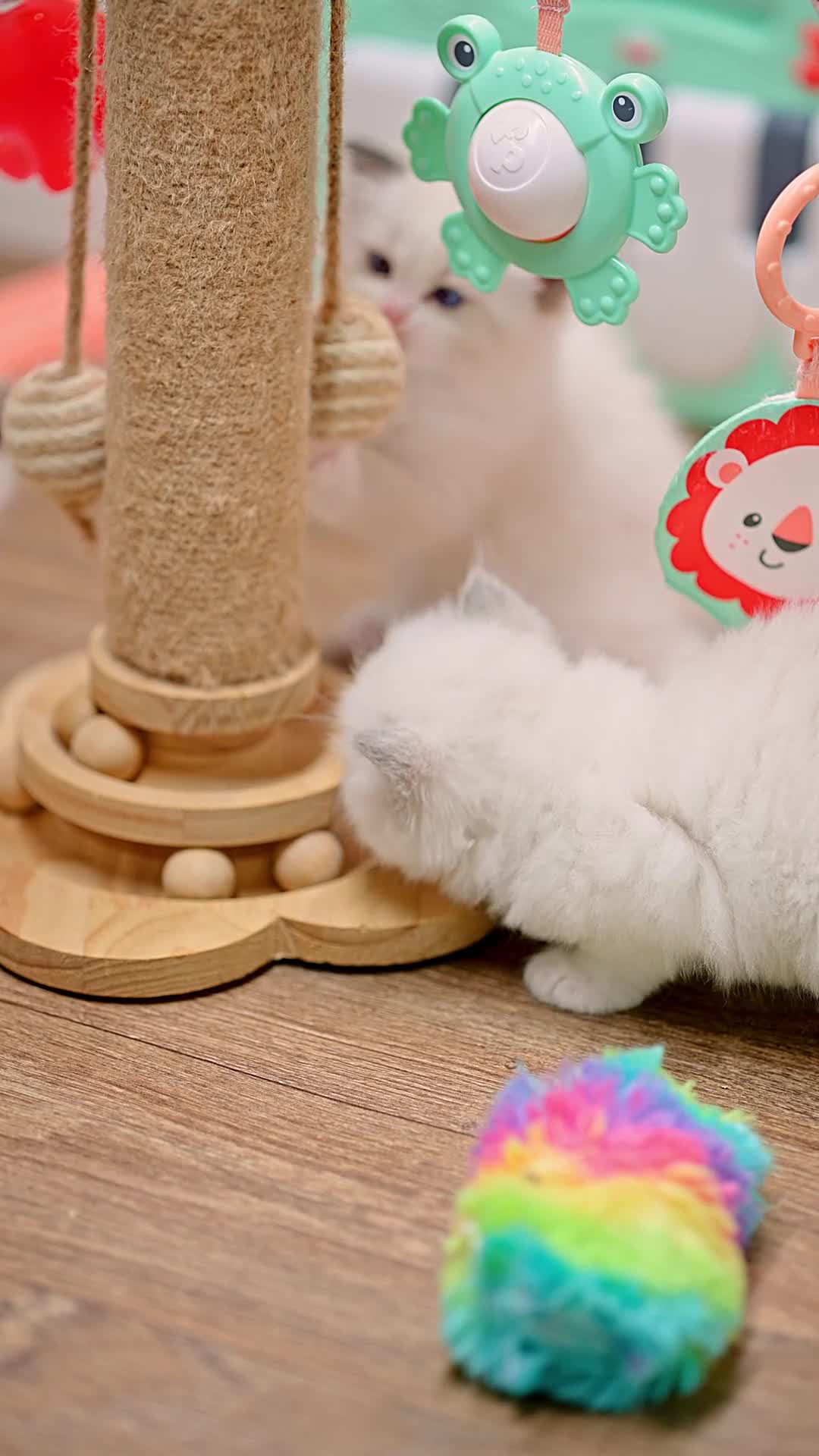 Ragdoll cats for sale: Ragdoll Kitten Boy ZPAA Champion! - Video 1