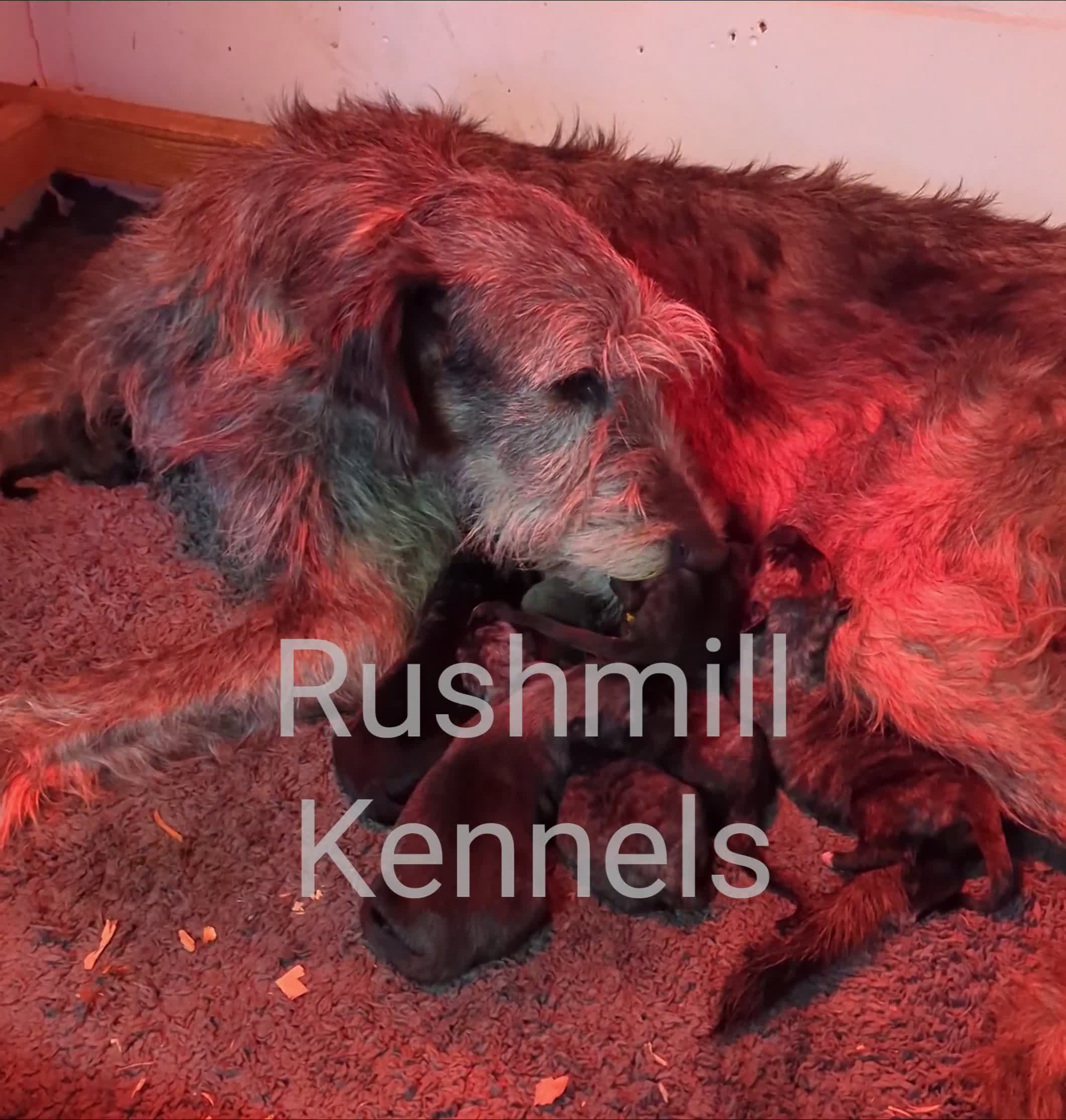 Irish Wolfhound dogs for sale: Wolfhound/Deerhound Pups - Video 2