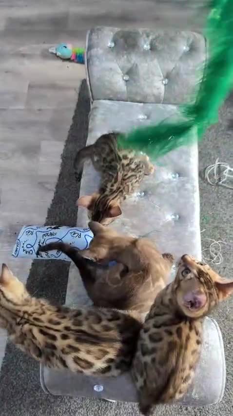 Bengal cats for sale: 🔥✨Pedigree TICA-Registered Bengals - Video 2