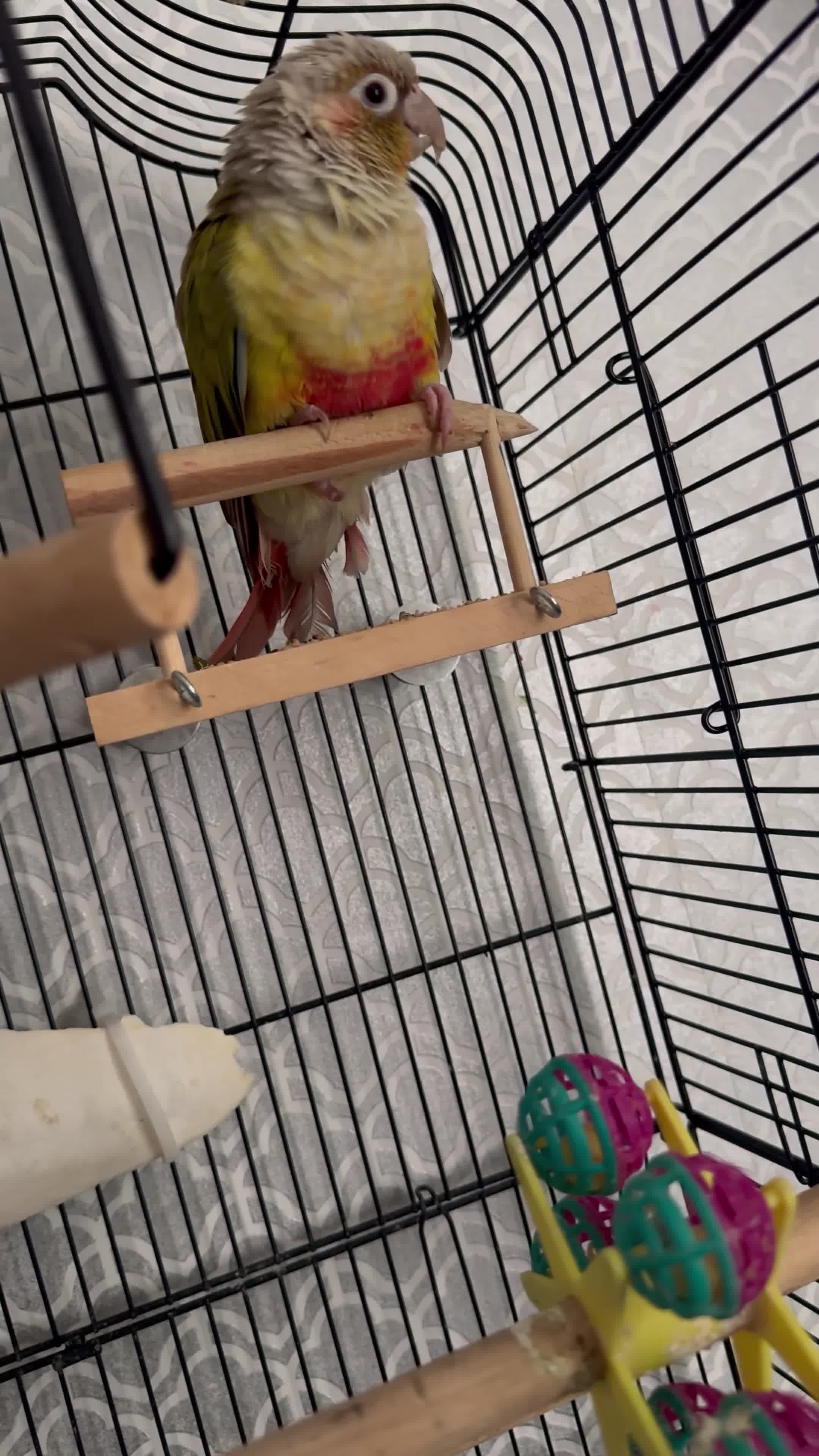 Conures birds for sale: Pineapple conure - Video 2