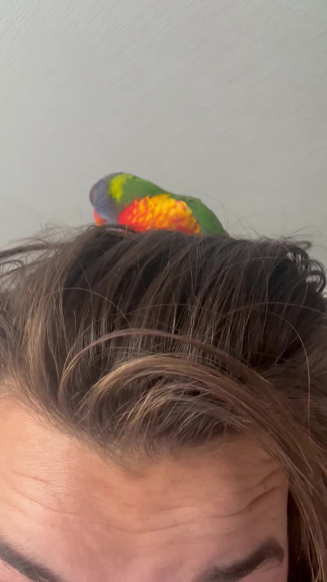 Lorikeets birds for sale: Female rainbow lorikeet - Video 2