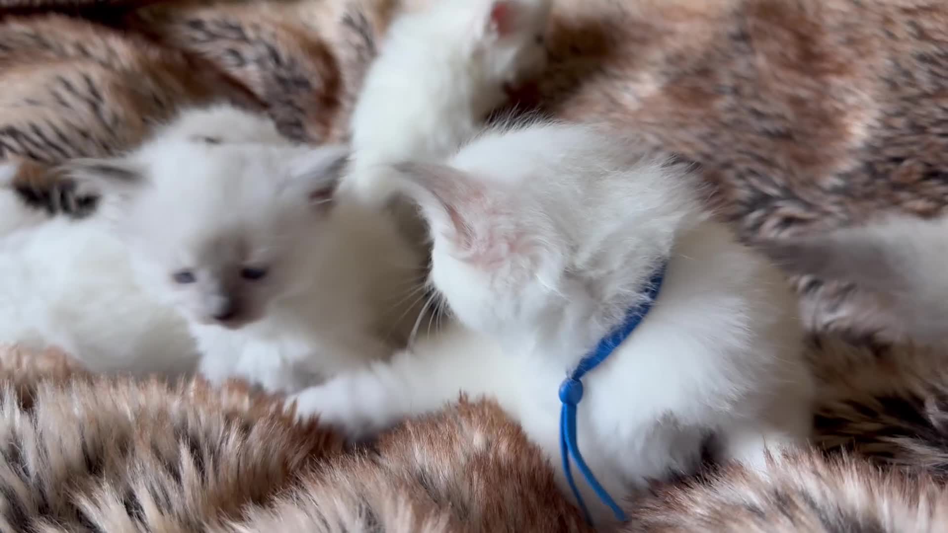 Ragdoll cats for sale: Beautiful litter of Ragdoll baby’s! 🐱🤍🐱 - Video 3