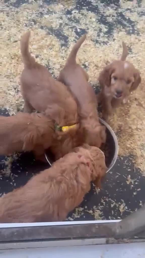Cockapoo dogs for sale: 3 playful  F1  cockapoo boys ready to leave - Video 1