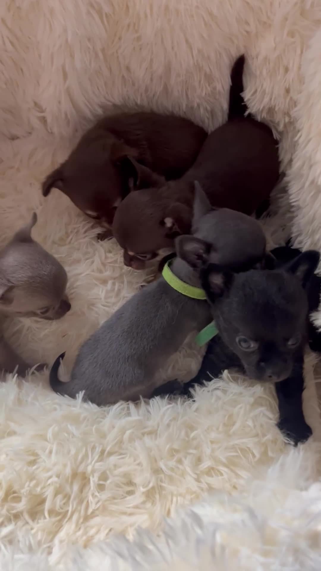 Chihuahua dogs for sale: Chihuahua teacups - Video 3