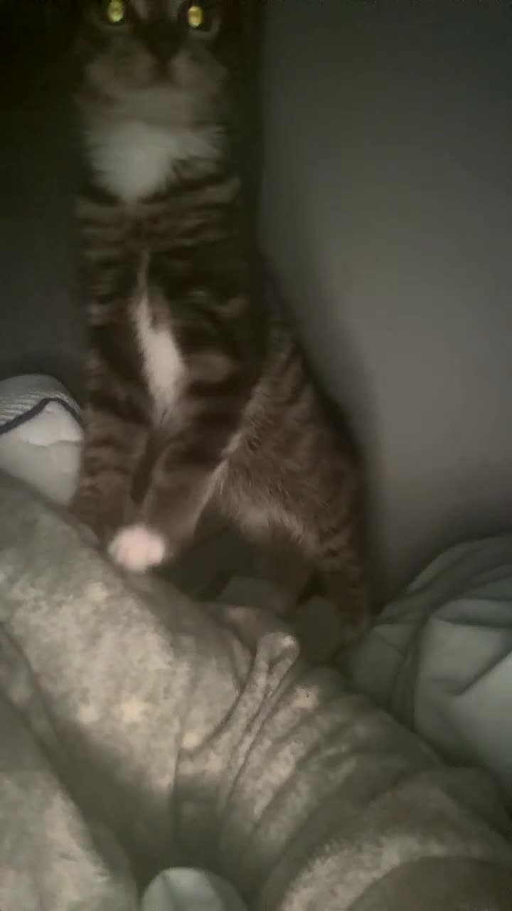 Mixed Breed cats for sale: Adorable 3 month old kittens  - Video 1