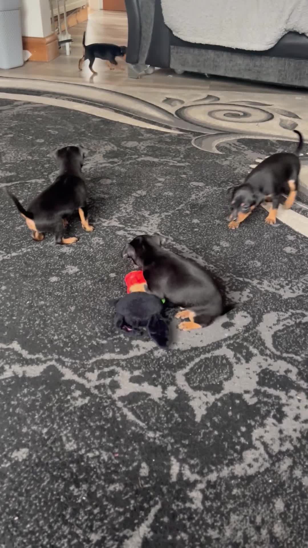 Miniature Pinscher dogs for sale: KC Miniature Pinscher puppies - Video 3
