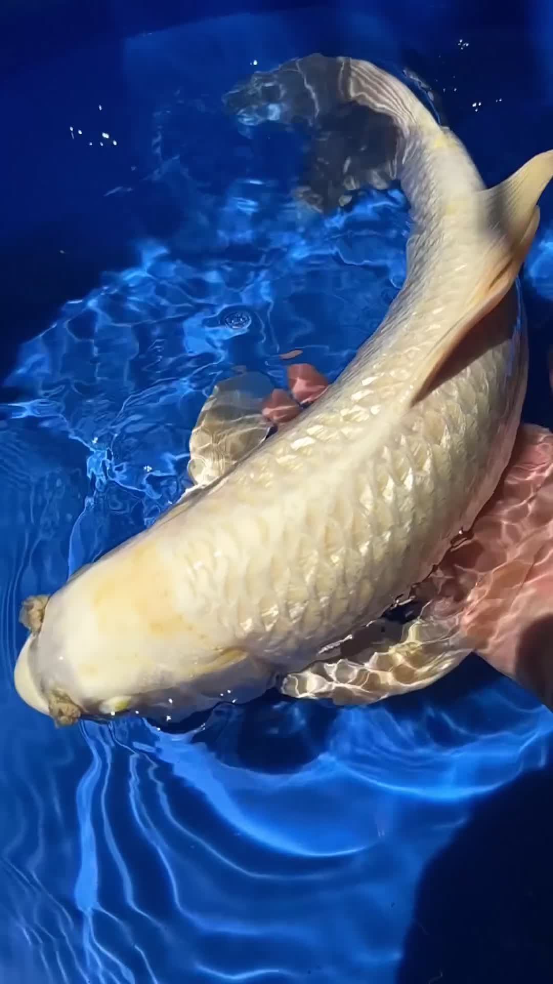 Koi Carp fish for sale: Stunning Japanese Purachina Butterfly Koi - Video 1