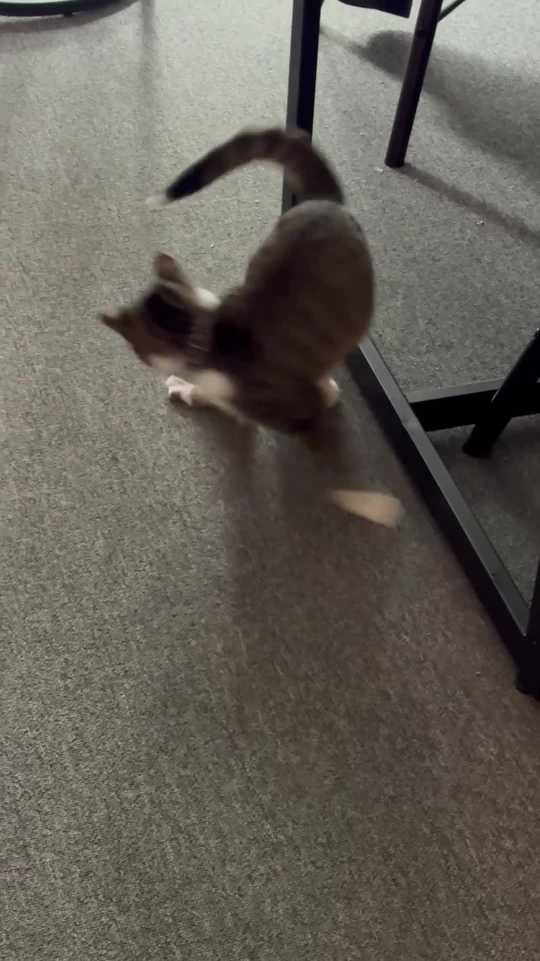 Mixed Breed cats for sale: beautiful tabby female cat, 7 months old. - Video 2