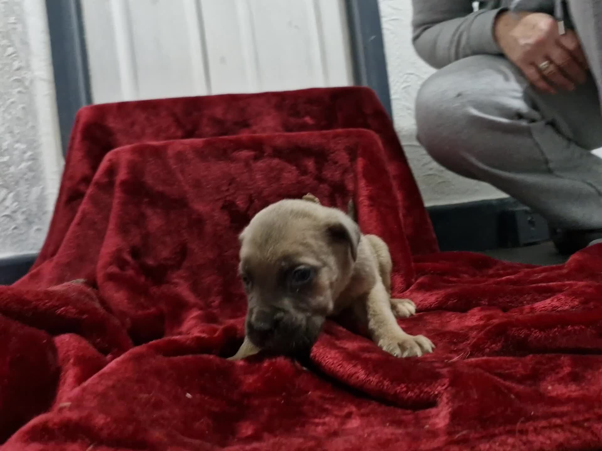 Cane Corso dogs for sale: 10 beautiful Cane Corso puppies - Video 4