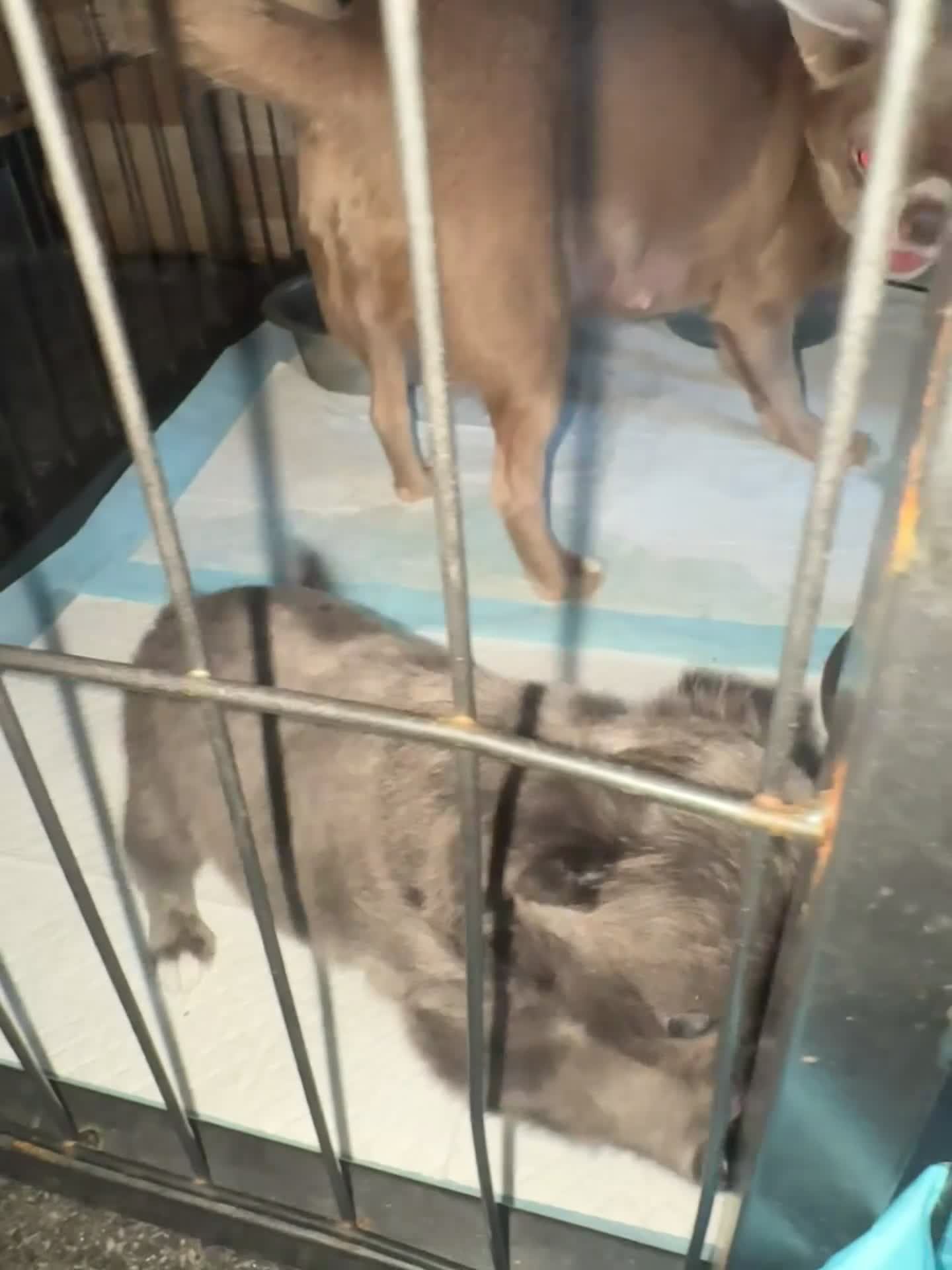 Chihuahua dogs for sale: Adorable little Chihuahua Puppies - Video 1